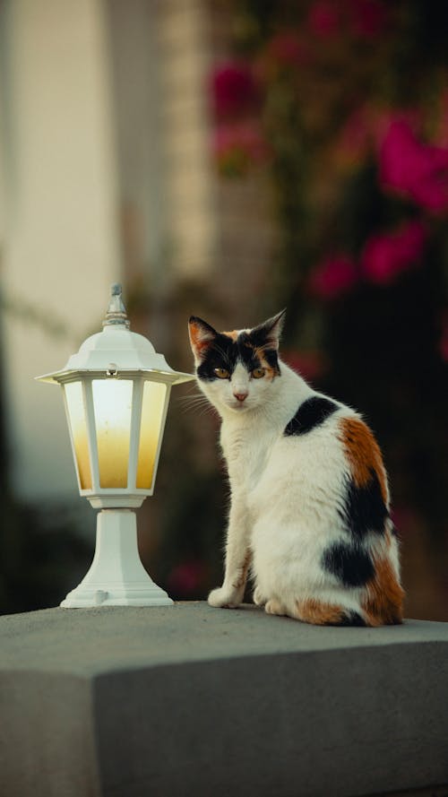 Cat Sitting on Wall with Lamp