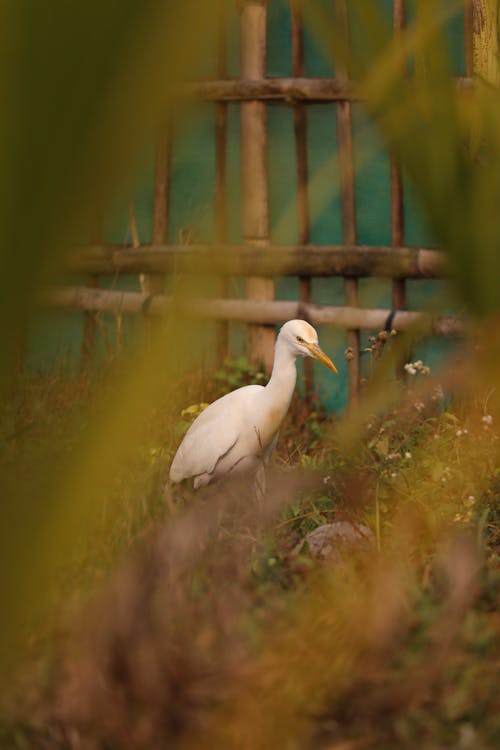 An Egret in a Garden
