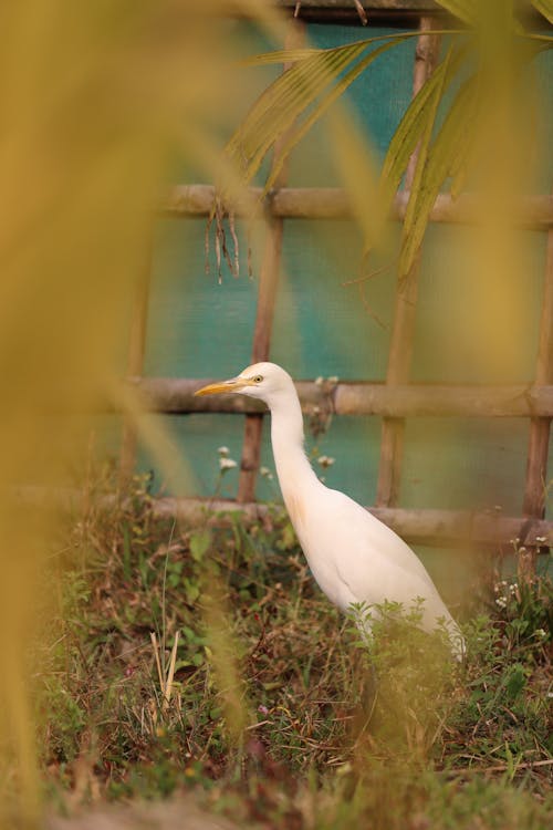 Foto d'estoc gratuïta de animal, au, enfocament selectiu