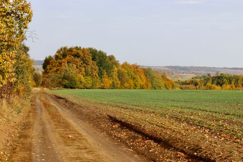 Free Scenic countryside view of a dirt road surrounded by autumn foliage and fields. Stock Photo