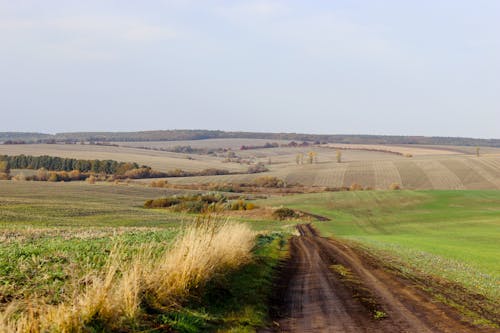 Dirt Road among Rural Fields
