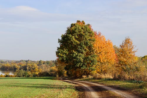 View of a Road, Meadow and Trees in the Countryside in Autumn 