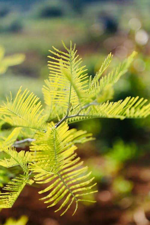 Close-up of a Bright Green Fern 