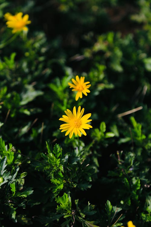 Close-up of Yellow Flowers on Green Meadow 