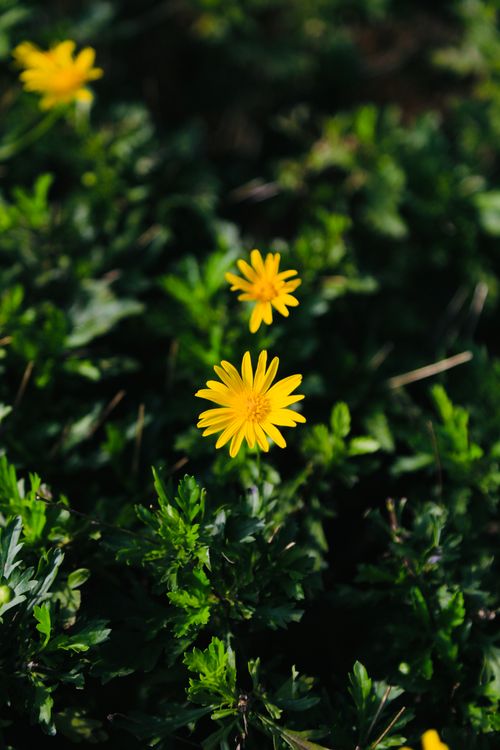 Free Vibrant yellow flowers with lush green foliage in a sunlit meadow, captured close-up. Stock Photo