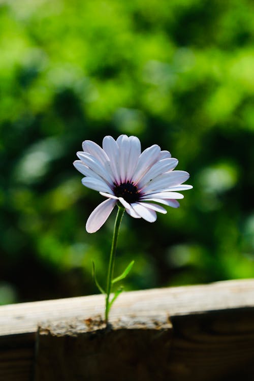 Foto profissional grátis de beleza, delicado, fechar-se