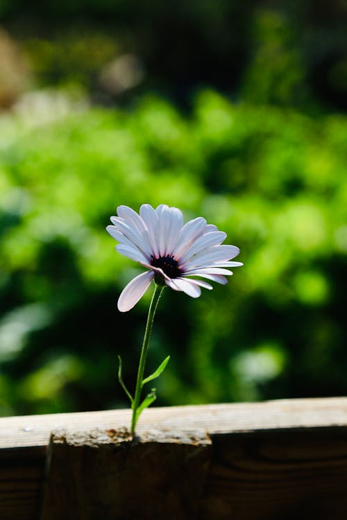 Close-up of a White African Daisy