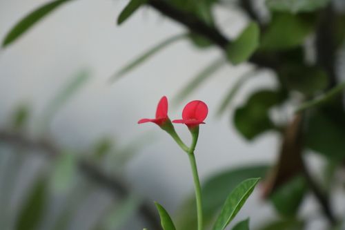 Free Flower Stock Photo