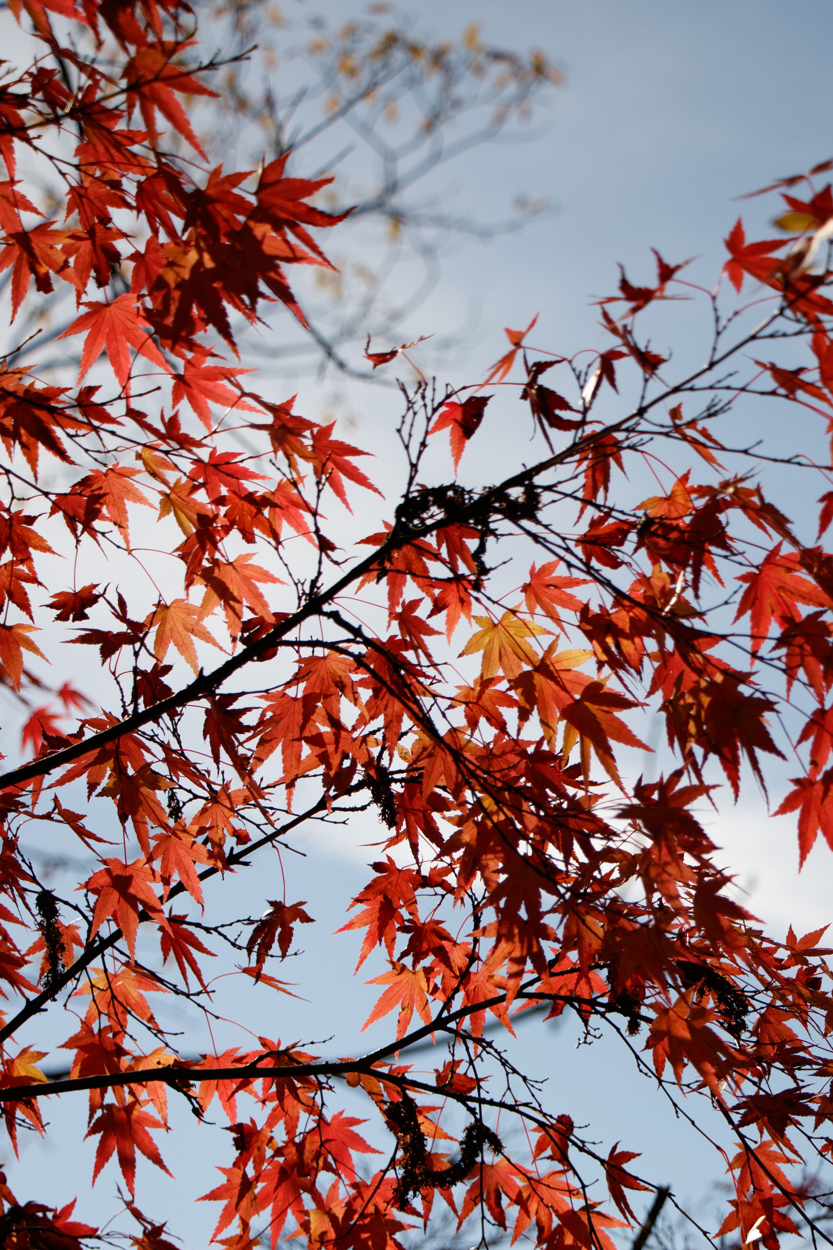 Fotomural Hermosas hojas rojas y naranjas de arce japonés contra un cielo azul claro en Nagano, Japón.