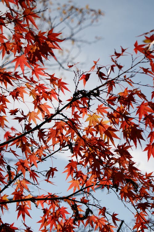 Foto profissional grátis de árvore, bordo japonês, céu azul