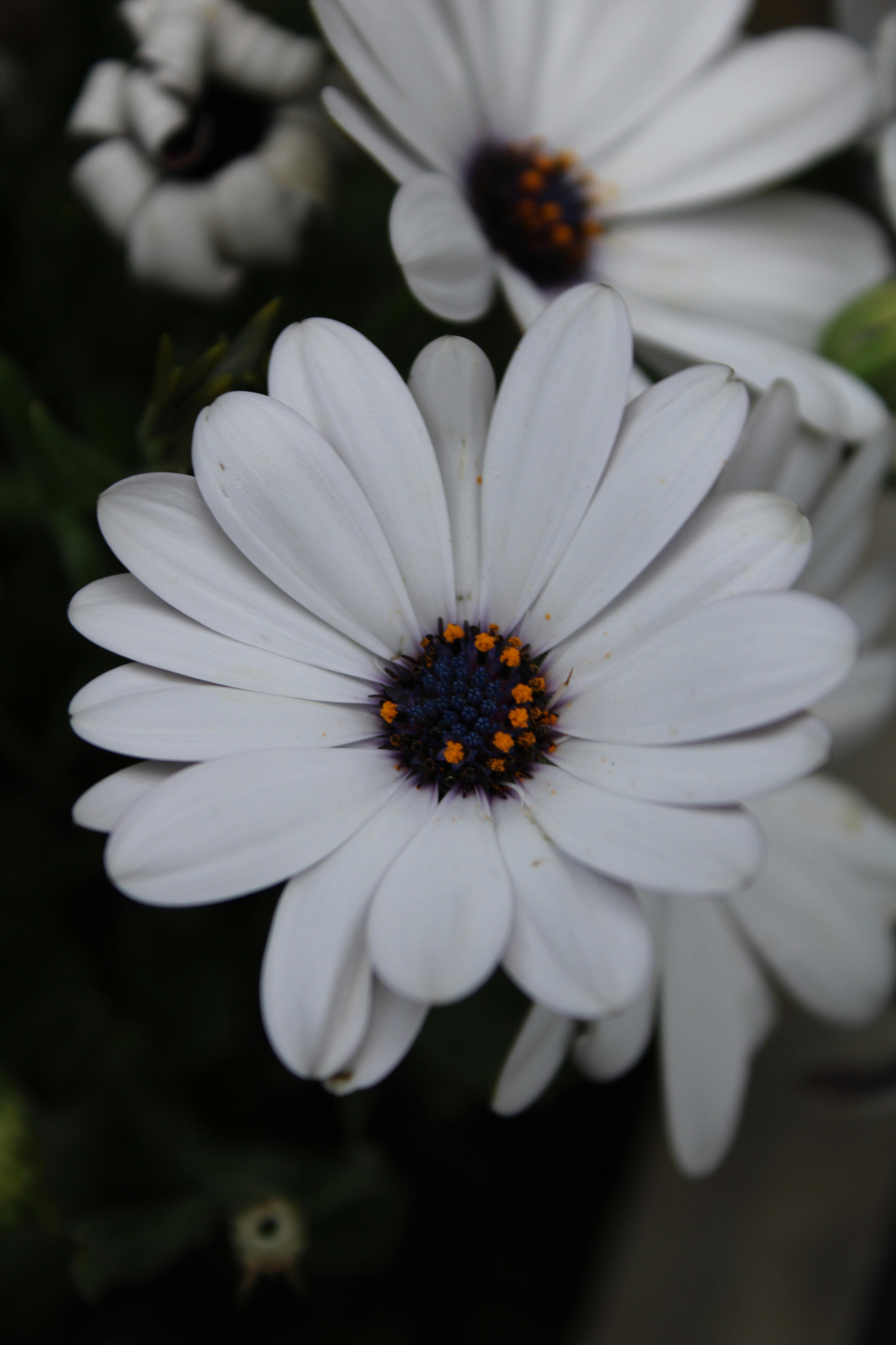 Plant Erath Photos, Download The BEST Free Plant Erath Stock Photos & HD Images