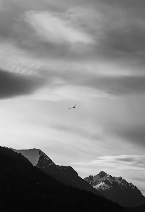 Free Black and White Shot of a Bird Flying over the Mountains  Stock Photo