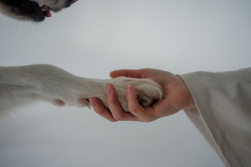 Close-up of a Person Holding a Dogs Paw 