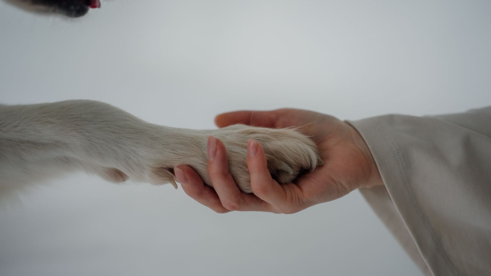 A close-up of a person gently holding a dog's paw