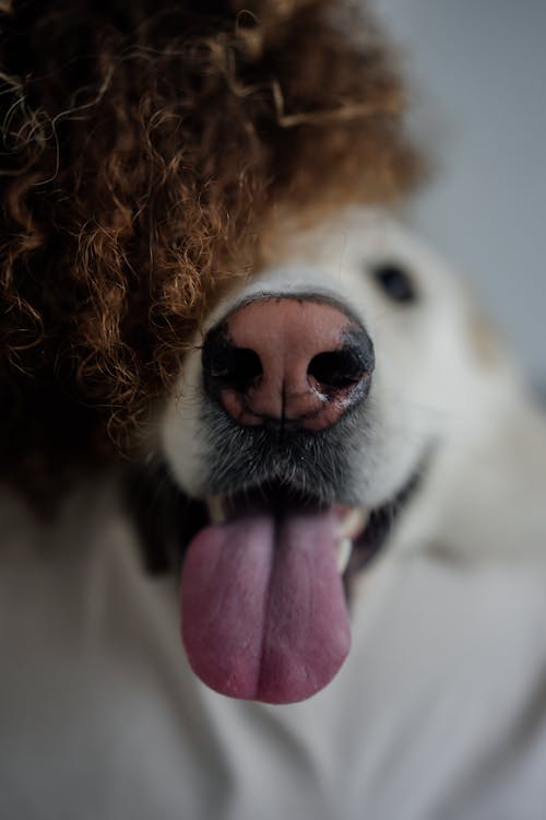 Close-up of Womans Hair next to a Dog Sticking Out Its Tongue 