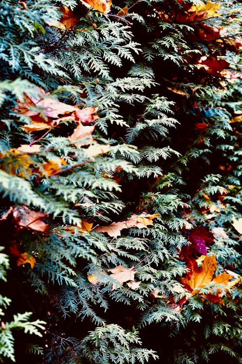 Foto profissional grátis de bordo, cipreste, cores outonais