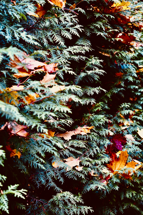 Free Colorful autumn leaves scattered on lush evergreen cypress branches. Stock Photo