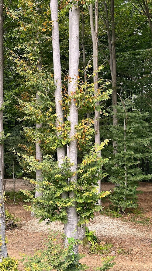 Imagine de stoc gratuită din arbori, codru, crengi