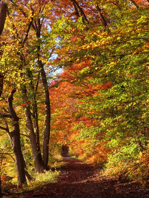 hiking trail autumn colorful leaves