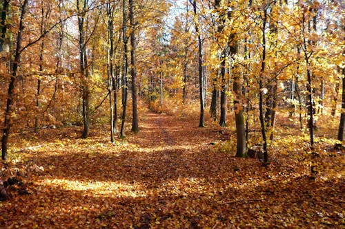 View of an Autumnal Forest