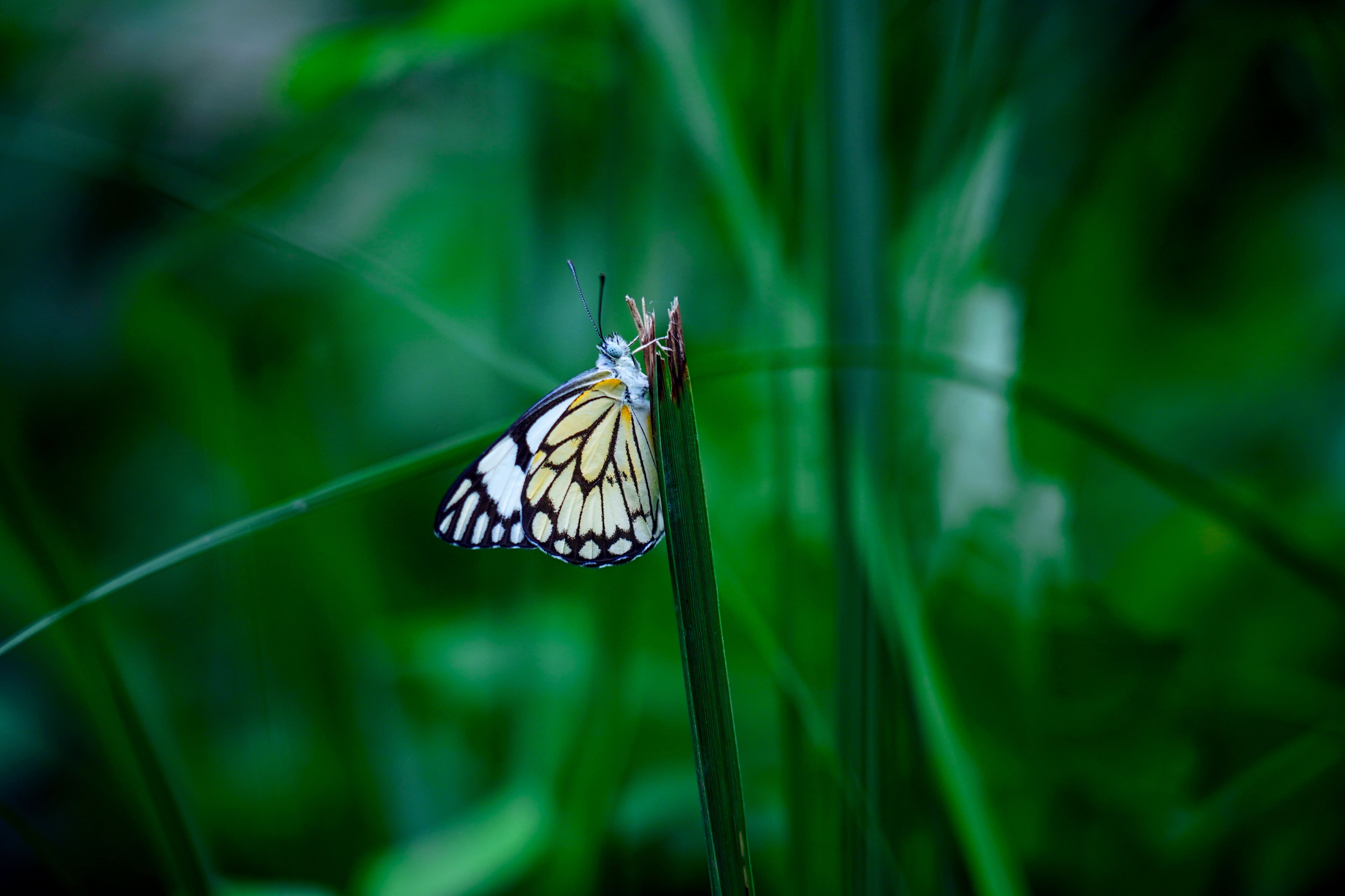 A Pioneer White Butterfly Sitting on a Blade of Grass · Free Stock Photo