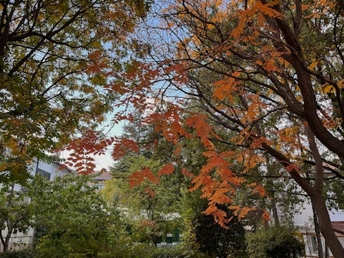 Fotos de stock gratuitas de otoño