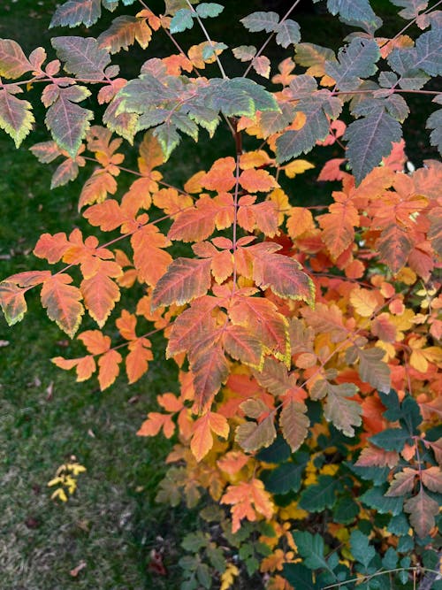 Fotos de stock gratuitas de otoño