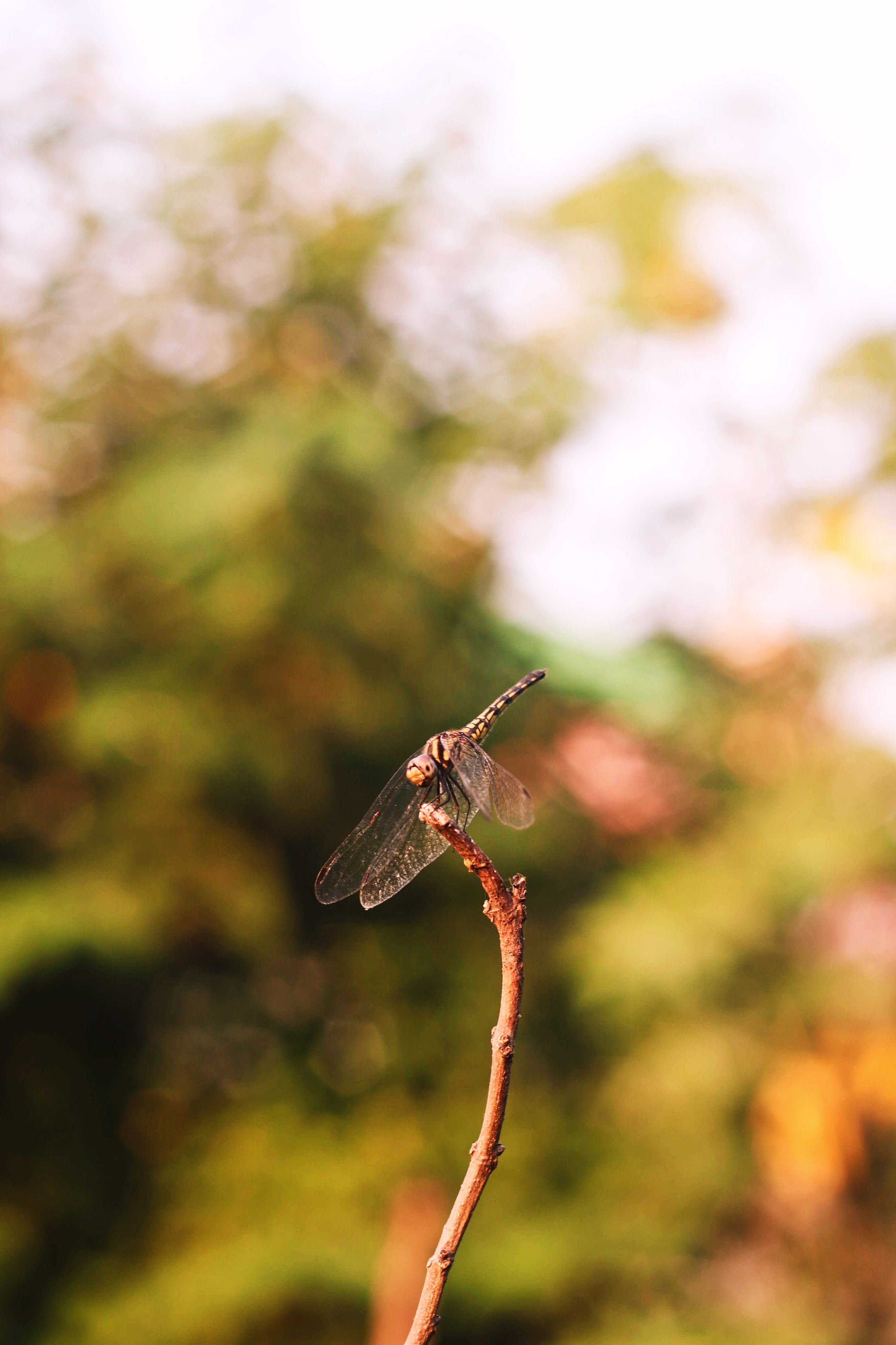 Close-up of a Dragonfly Sitting on a Stick · Free Stock Photo