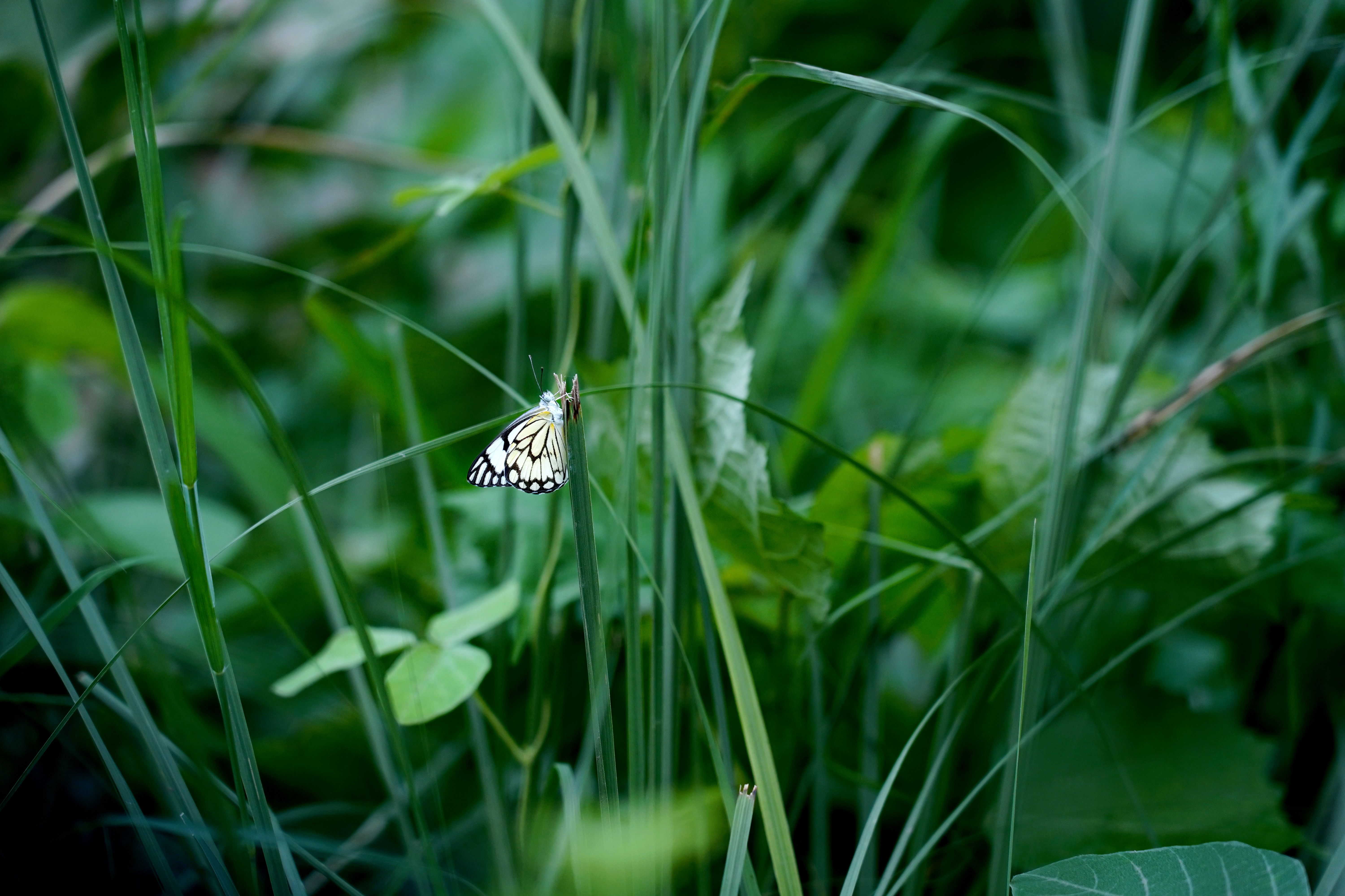 A Pioneer White Butterfly Sitting on a Blade of Grass · Free Stock Photo