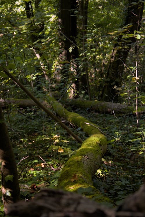 View of the Forest with Moss Covering the Tree Trunks 