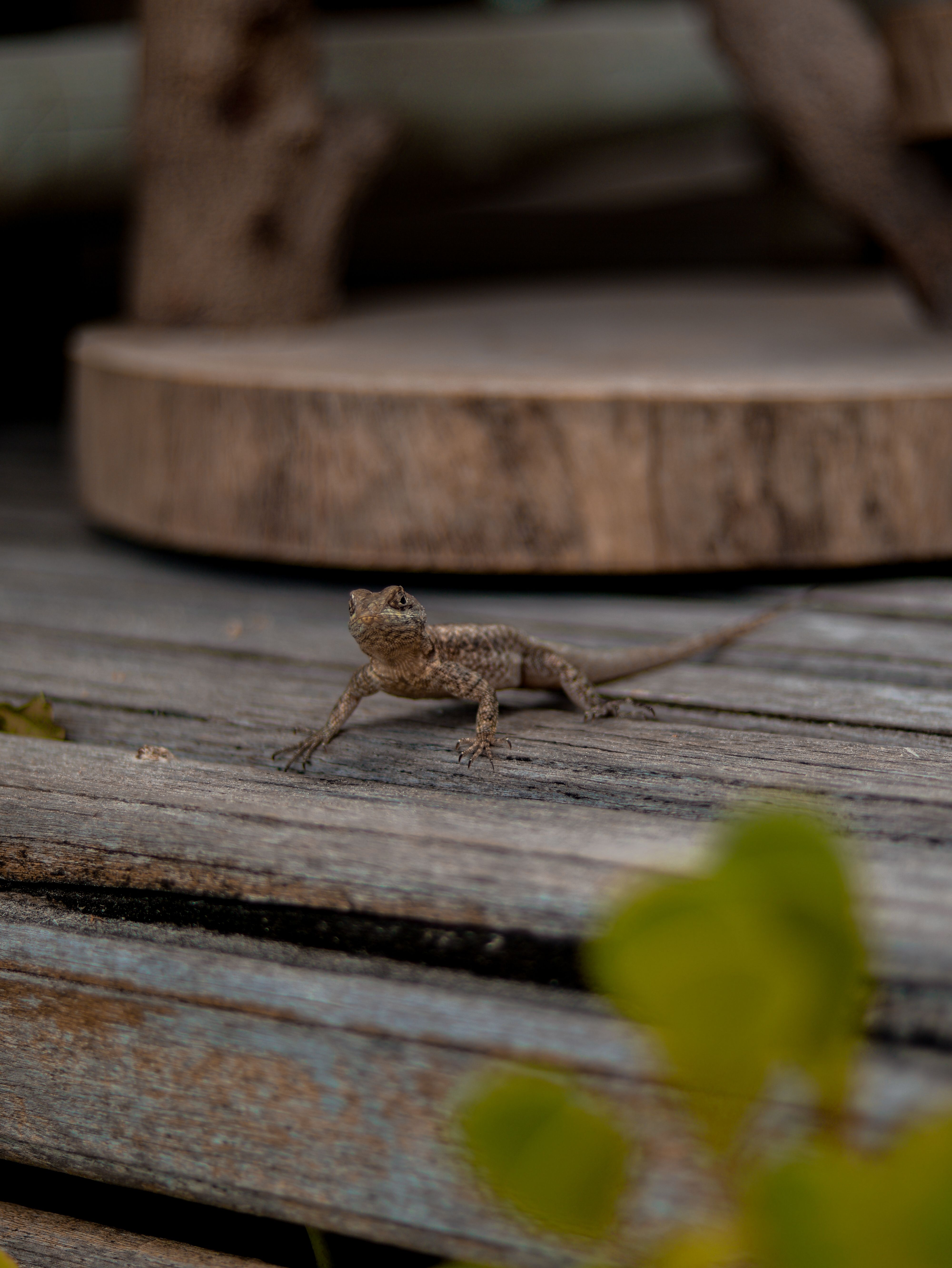 Small Lizard on a Weathered Wooden Floor · Free Stock Photo