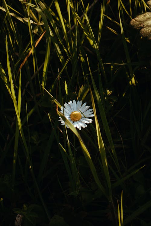Fotobanka s bezplatnými fotkami na tému kvet, lupeň, príroda