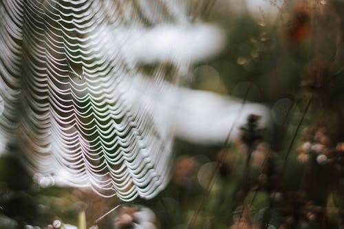 クモの巣, ネット, フォーカスの無料の写真素材