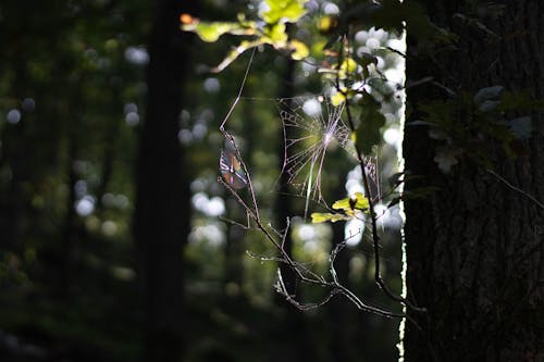 lichtspiel, クモの巣, ネットの無料の写真素材