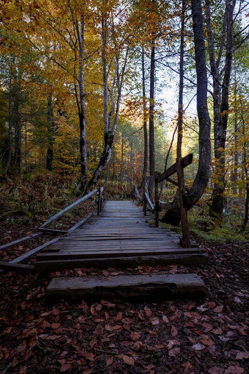 Boardwalk in an Autumn Forest 