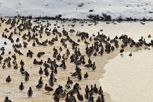 Flock of Mallard Ducks Standing on a Winter Beach