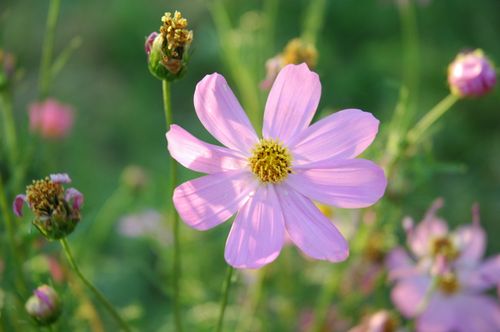 Free A beautiful close-up photograph of a pink cosmos flower in full bloom, showcasing its delicate petals and fresh green backdrop. Stock Photo