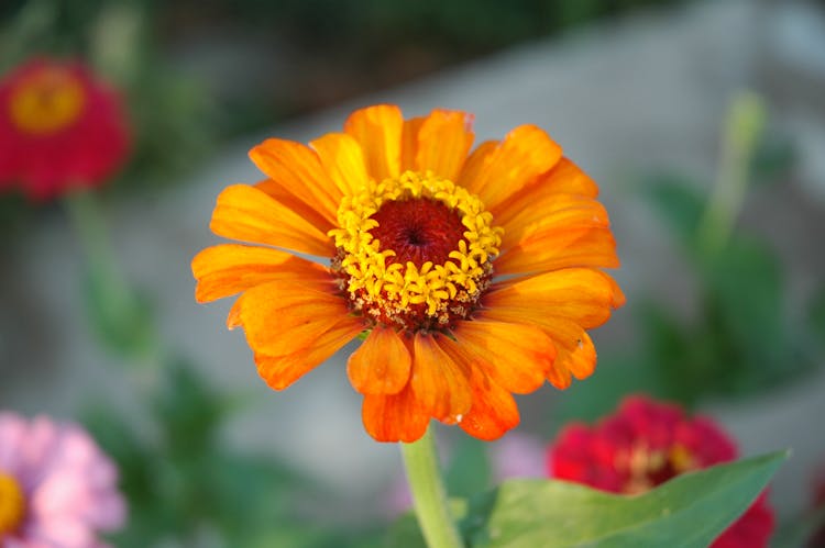 Blooming Orange Flower Of Elegant Zinnia In A Garden