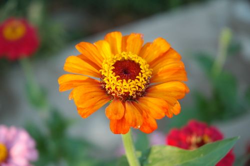 Free Close-up of a vibrant orange zinnia blooming brightly in a garden. Stock Photo