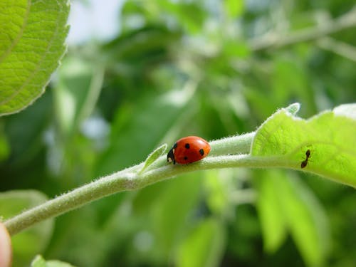 Close-up of a Ladybird on a Branch