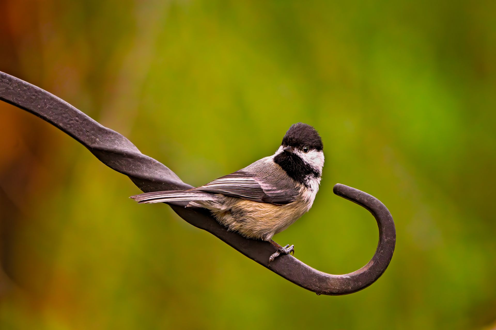 Close-up of a black-capped chickadee perched on a metal hook in nature.