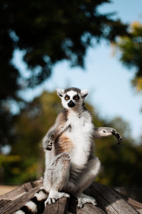 Free Captivating shot of a lemur standing on a wooden rooftop in a zoo setting. Stock Photo