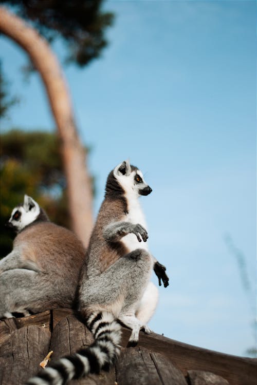 Lemurs Sitting on Wooden Rooftop
