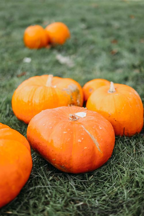 Free Vibrant orange pumpkins scattered across green grass in a serene autumn scene. Stock Photo