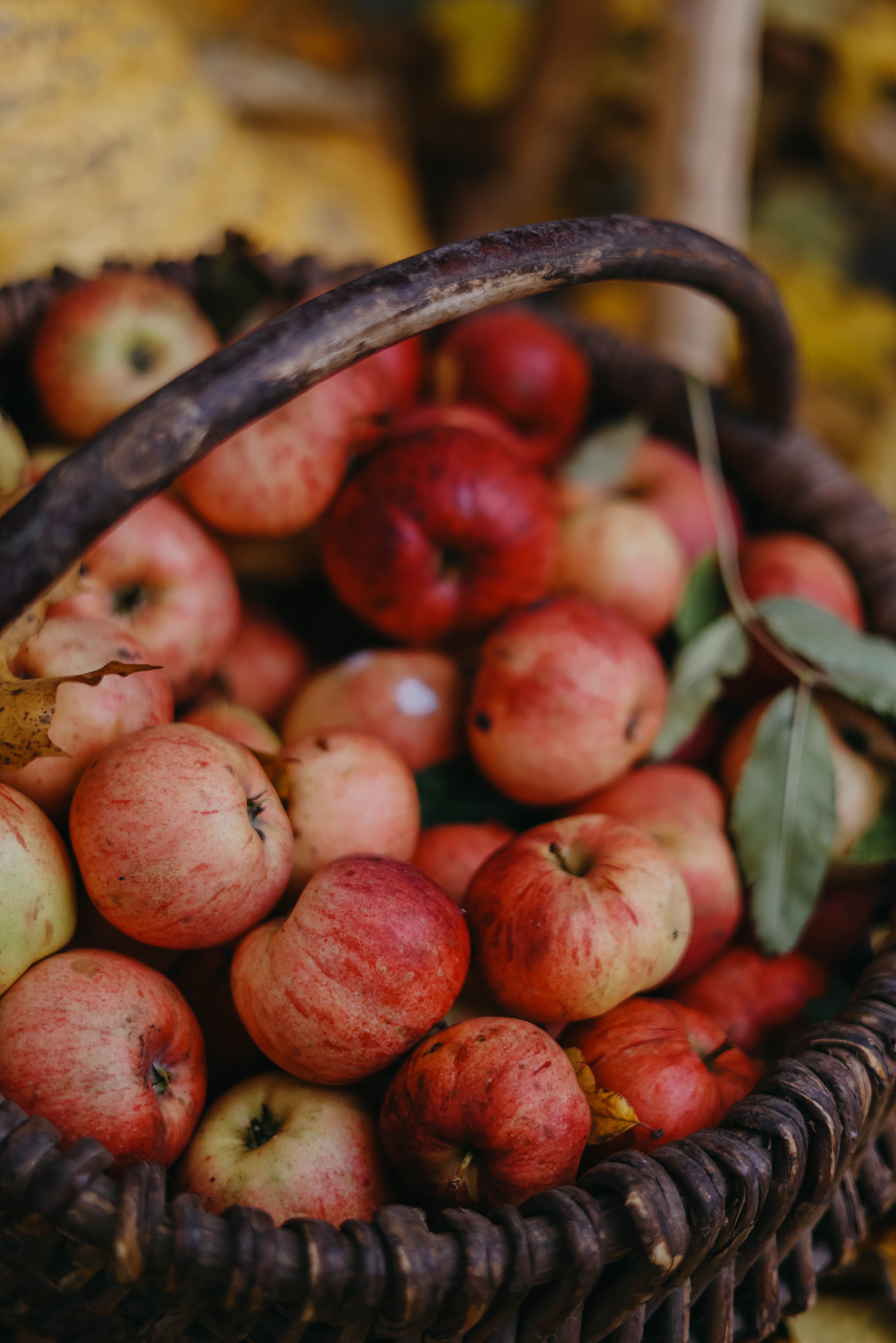 Gratuit Photos gratuites de @extérieur, agriculture, aliment naturel Photos