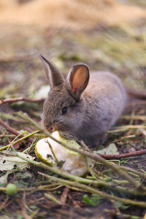 Rabbit Eating Fruit