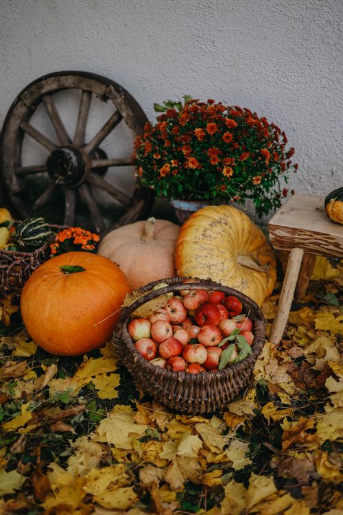 Free A vibrant autumn still life featuring pumpkins, apples, chrysanthemums, and leaves, evoking a harvest theme. Stock Photo