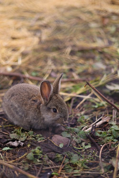 Free Adorable wild rabbit sitting on ground surrounded by grass and plants. Stock Photo