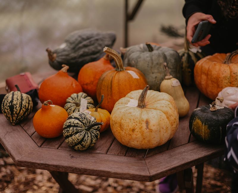A variety of natural patches displayed on a wooden table