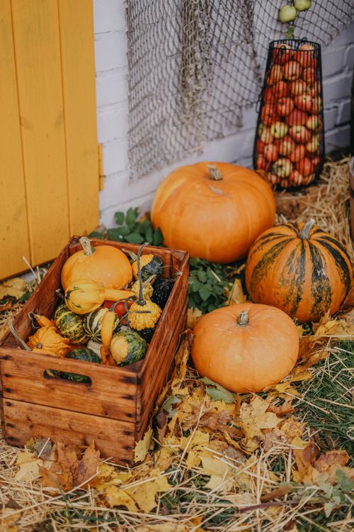 Free Vibrant autumn display with pumpkins, gourds, and apples arranged outdoors on fallen leaves. Stock Photo